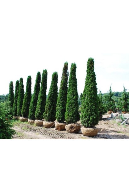 Саженцы туи Дегрут Спайр с комом земли – идеальный выбор для аллей.